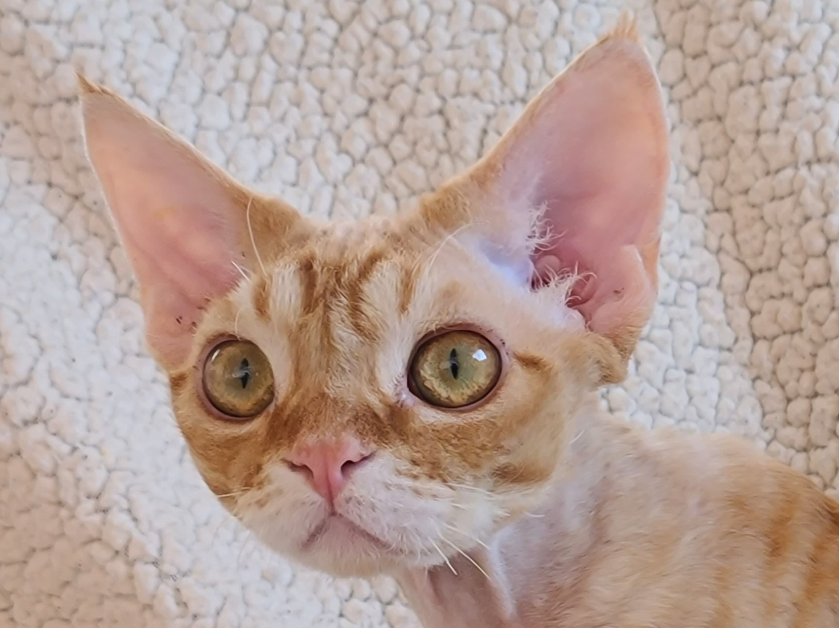 SandSilk ZhuZhick ,Devon Rex male cat.Red  classic tabby